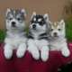 Siberian Husky Welpen Sibirische...